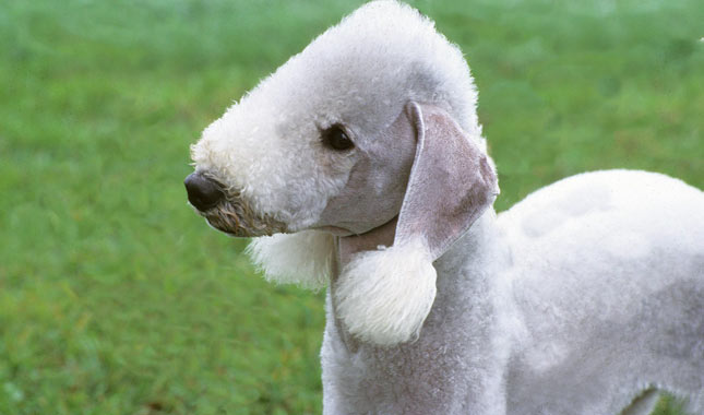 Ruthbury Terrier