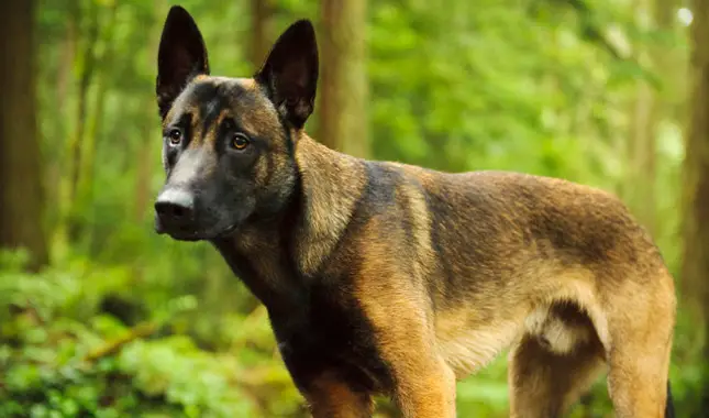 Temperament of Belgian Shepherd Dog