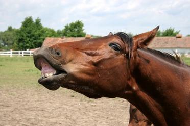 10 Most Common Horse Sounds You Must Know As Horse Lover