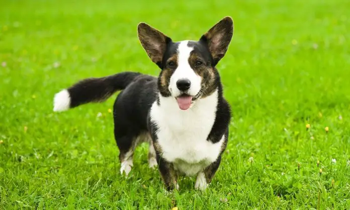 Cardigan Welsh Corgi Dog