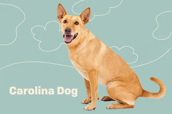 Carolina Dog