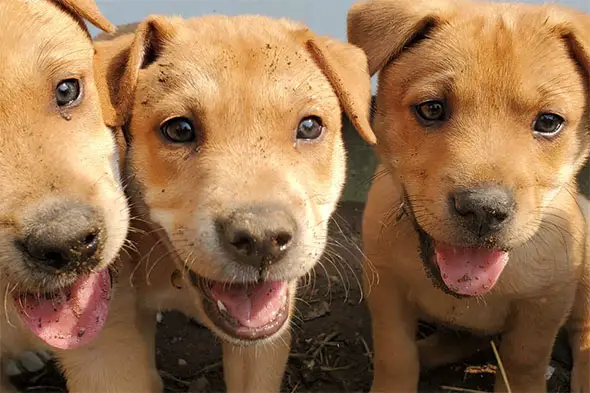 Carolina Dog Puppies