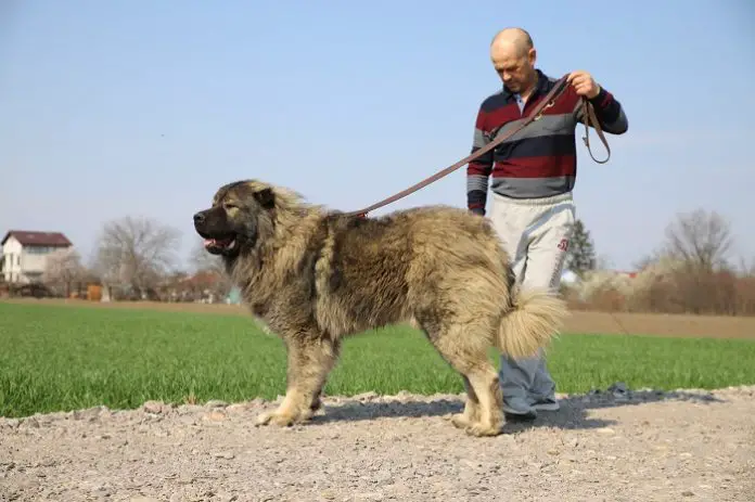 Caucasian Ovcharka Dog