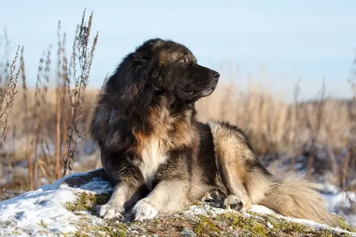 Caucasian Sheepdog