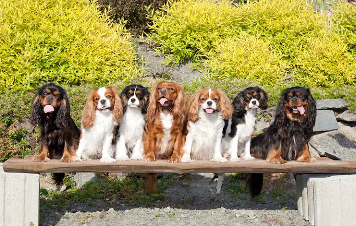 Color of Cavalier King Charles Spaniel