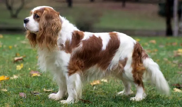 Cavalier King Charles Spaniel Physical Features