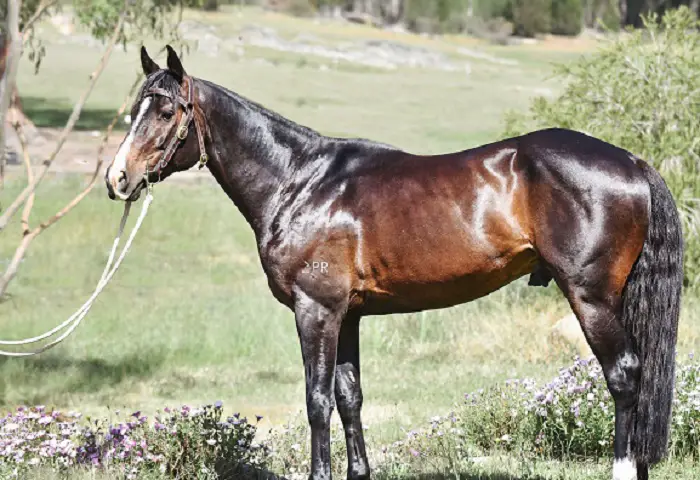Features of Australian Stock Horse