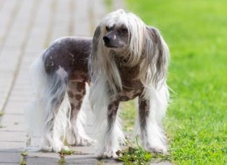 Features of Chinese Crested Dog