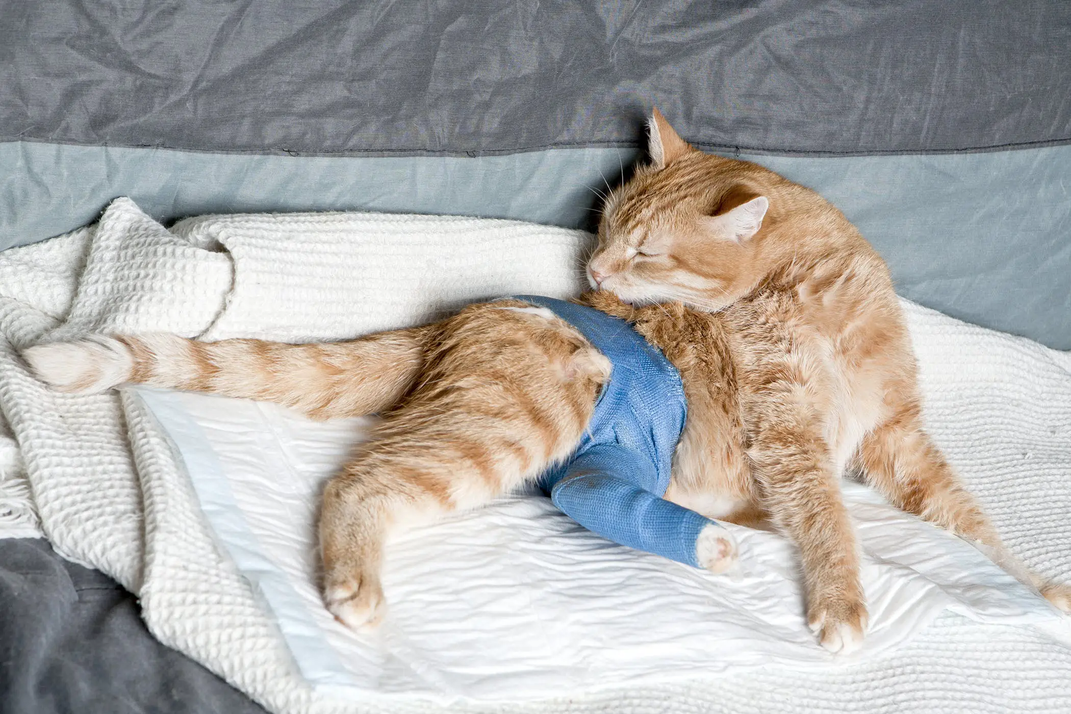 Signs of Hip Dysplasia in Cats