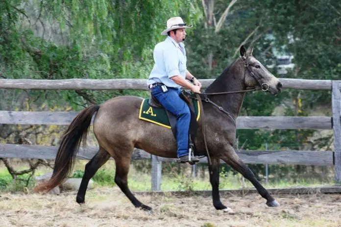 The Australian Stock Horse