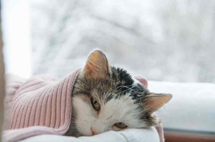 Anemia in Cats