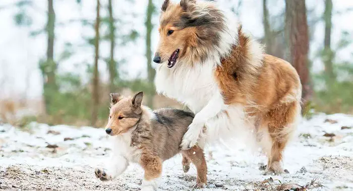 Behavior of Collie