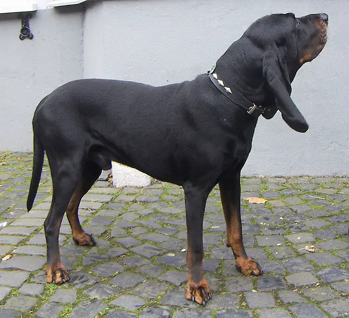 Black and Tan Coonhound Dog breed