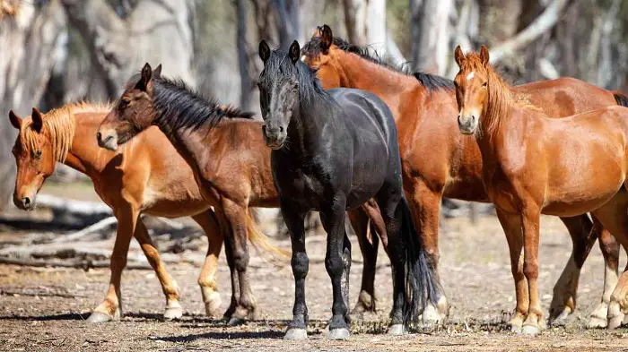 Brumby Horse Features