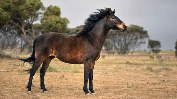 Brumby Horse Height