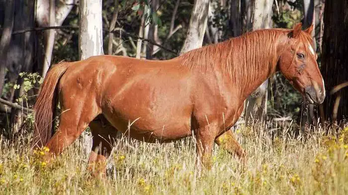 Brumby Horse of Australia