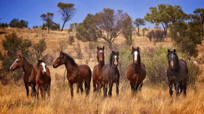 Wild Horse Brumby Horses