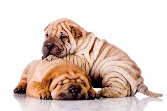 Chinese Shar-Pei