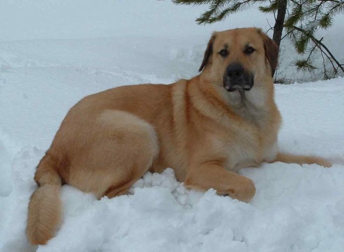 Chinook Dog Breed