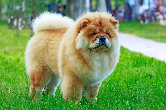 Chow Chow Dog Breed