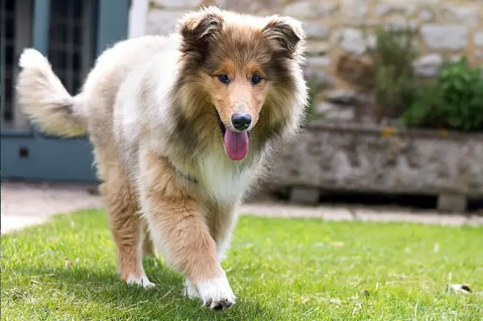 Collie