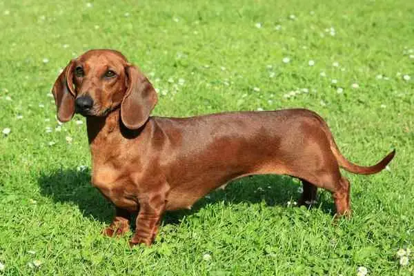 Dachshund Dog