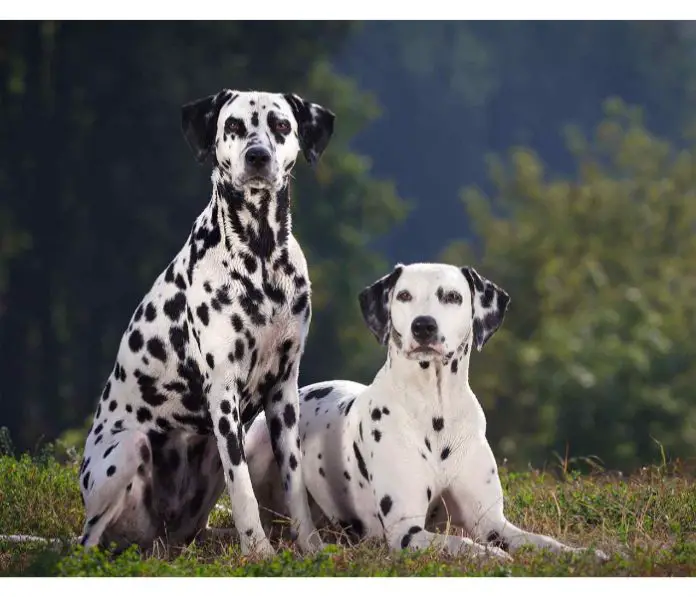 English Coach Dog