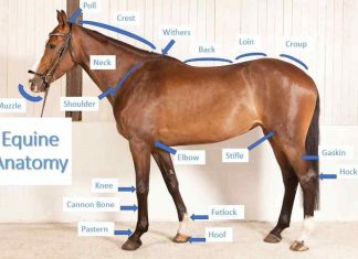 Equine Anatomy