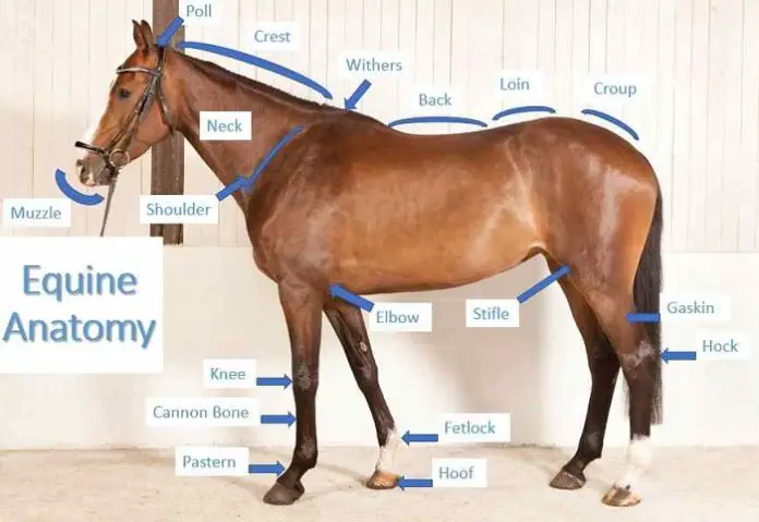 Equine Anatomy