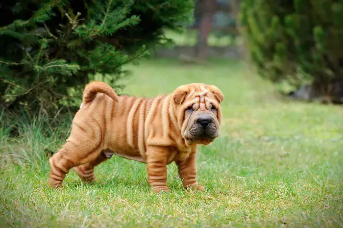 Features of Chinese Shar-Pei