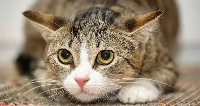 Feline Rhinitis