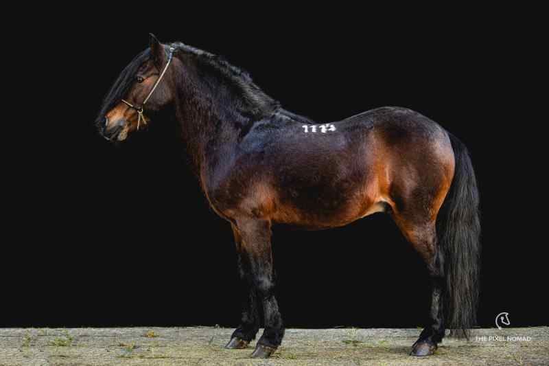 Galician Spanish Horse