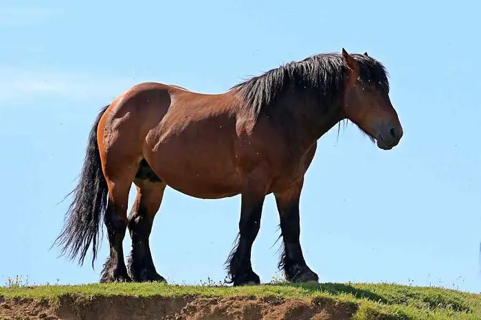 Hispano-Bretton Horse
