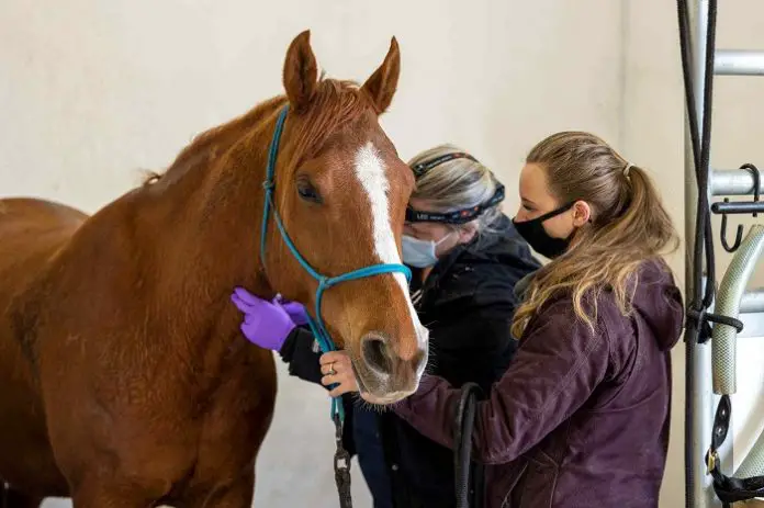 Horse First Aid