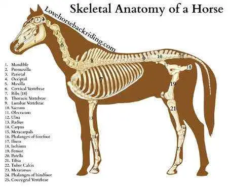 Horse Skeletal Anatomy