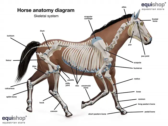 Horse Skeletal System Diagram