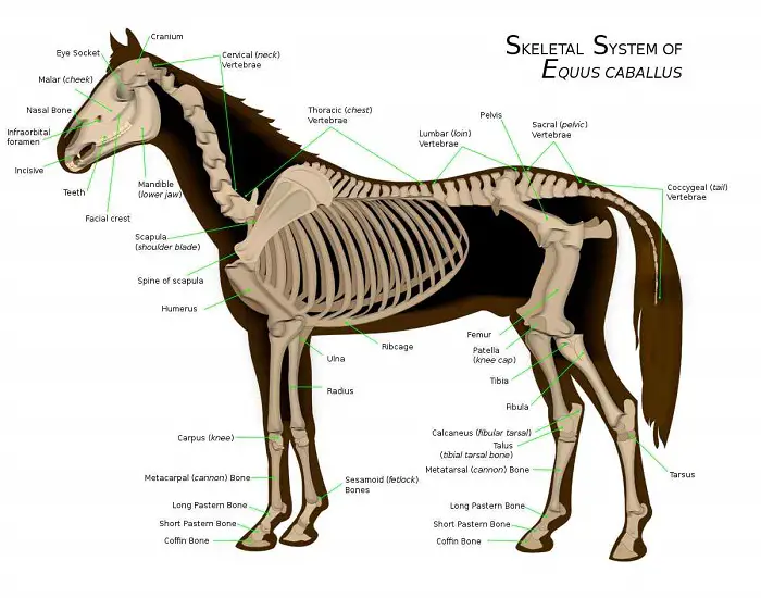 Horse Skeletal System