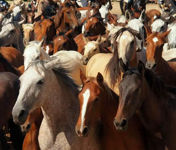 Marismeno Spanish Horse Breeds