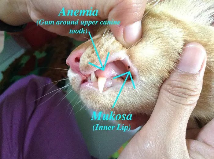 Pale Mucous Membrane of Cats
