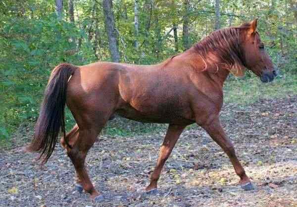 Spanish Trotter Horse