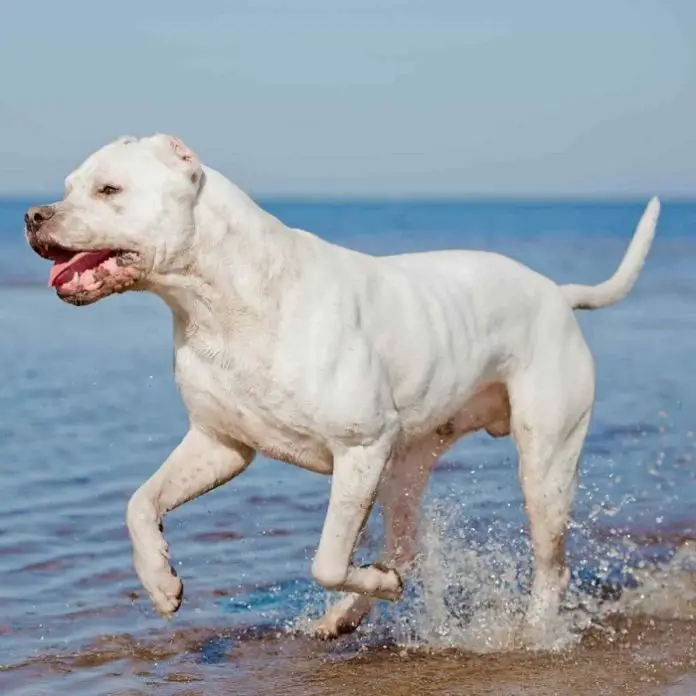 Argentino Dog