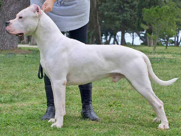 Beautiful Argentino Dog