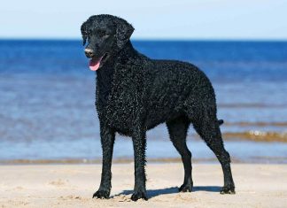 Curly-Coated Retriever Colors