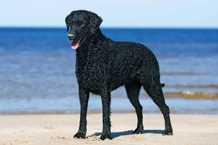 Curly-Coated Retriever Colors