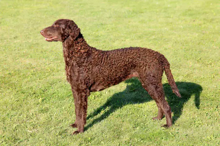 Curly-Coated Retriever Features