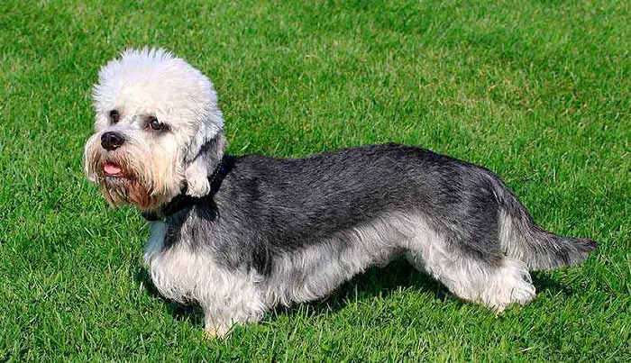 Dandie Dinmont Terrier Dog Features