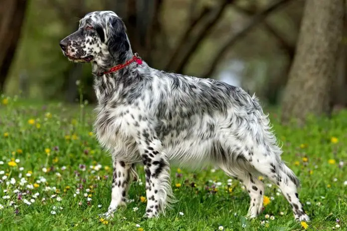 English Setter Dog