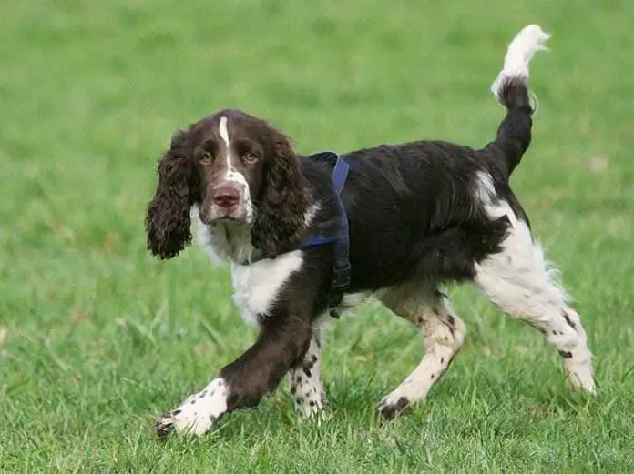 English Springer Spaniel Dog