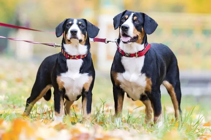 Entlebucher Mountain Dog