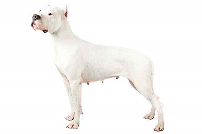 Features of Argentino Dog